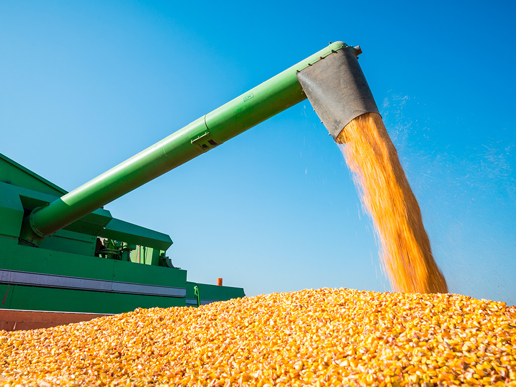 Consumo interno de milho e suas finalidades