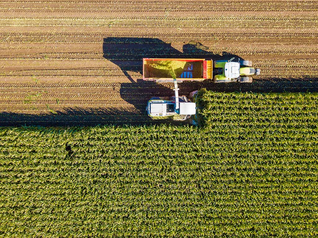 O futuro da produção de milho e a necessidade do choque de oferta
