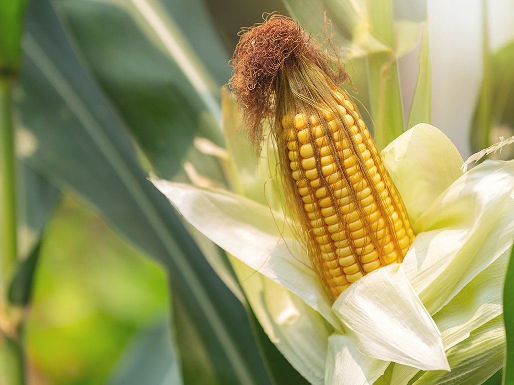 Estoques de milho: por que os níveis diminuíram nas últimas safras?