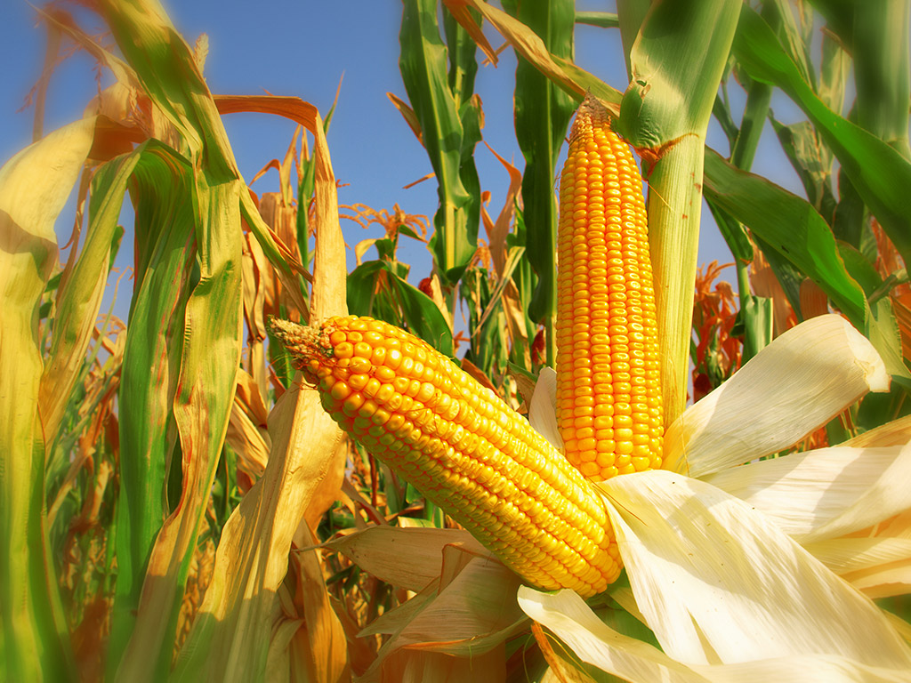 a importância do milho segunda safra