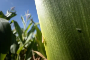 Cigarrinha-do-milho (Dalbulus maidis) pousada na palha de espiga de milho em lavoura.