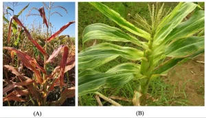 Plantas de milho exibindo exibindo sintomas do enfezamento-vermelho e enfezamento-pálido, duas doenças do milho transmitidas pela cigarrinha-do-milho (Dalbulus Maidis).