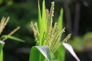 Close-up do planta de milho em pleno florescimento.