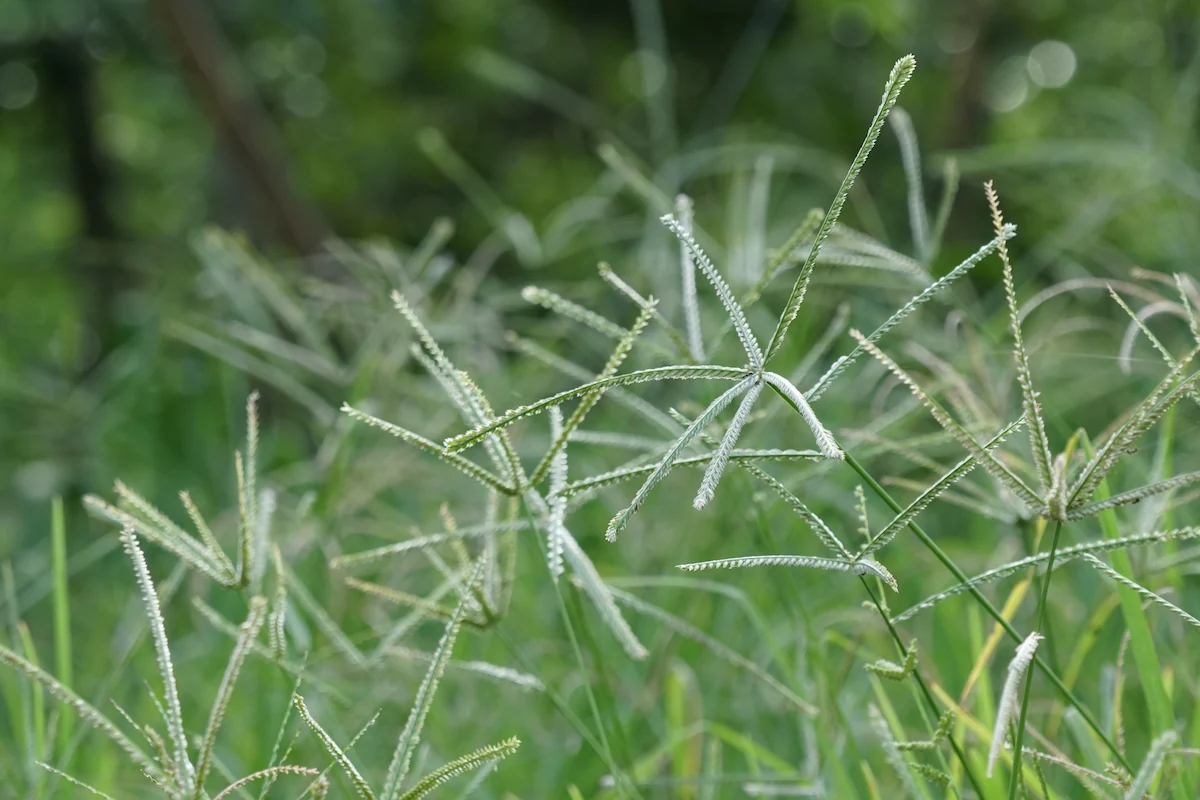 Capim-pé-de-galinha (Eleusine indica), uma planta daninha comumente encontrada na lavoura de milho.