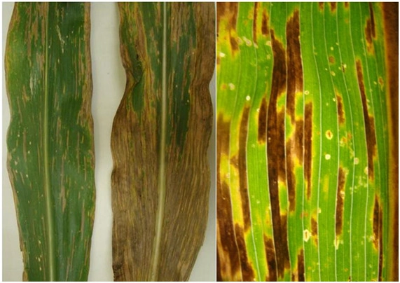 Sintomas de cercosporiose em folha de milho.