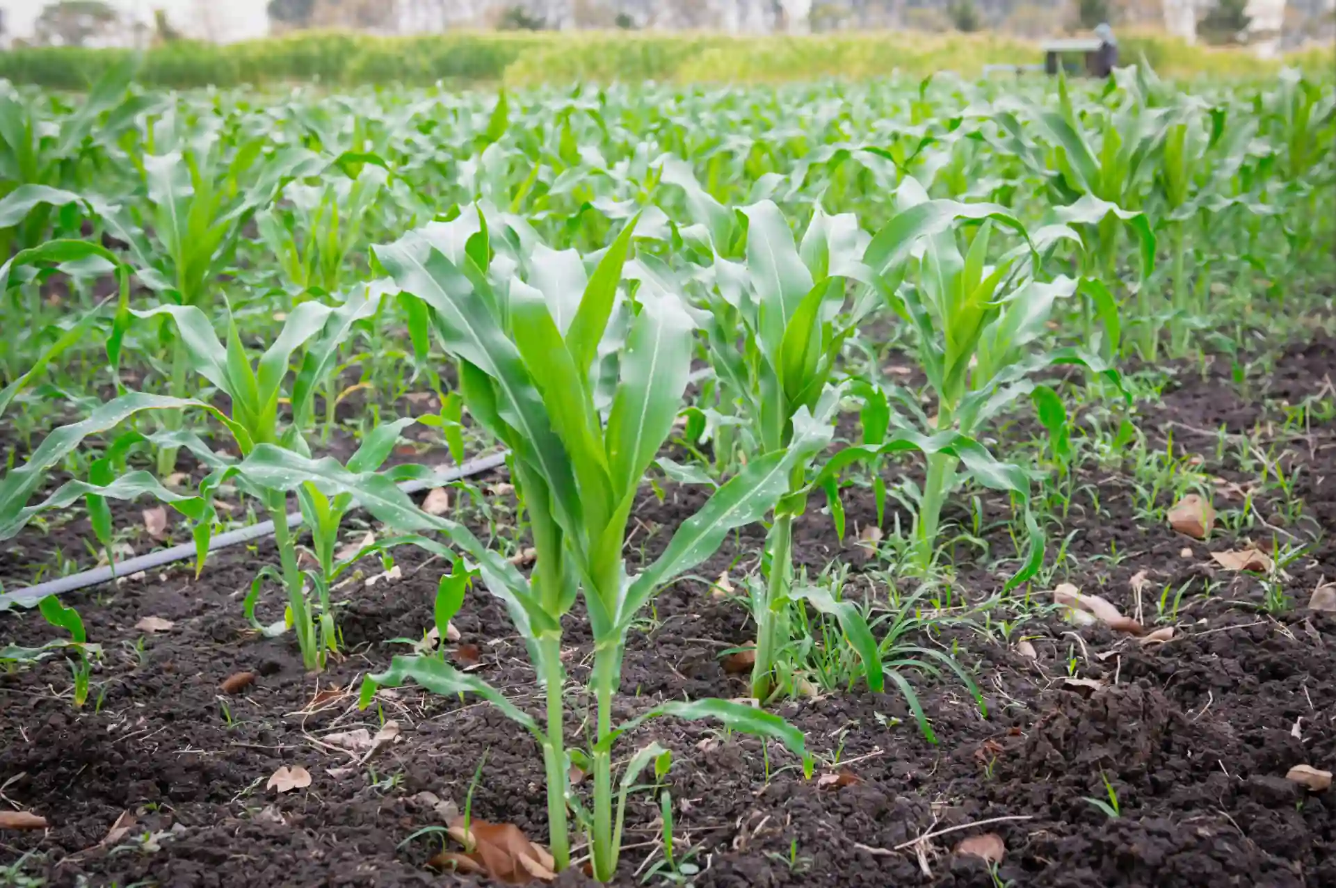 Lavoura de milho com presença de plantas daninhas.