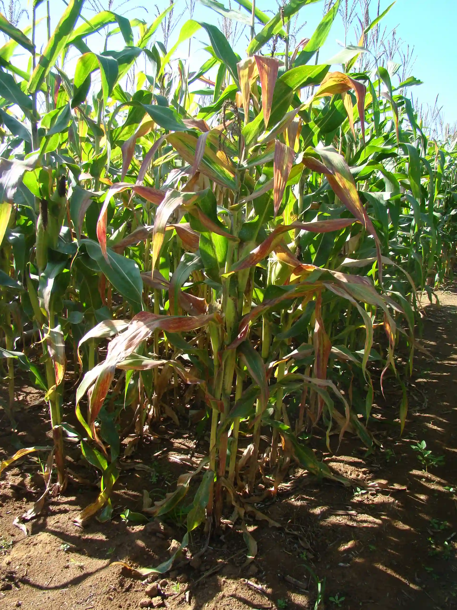 Sintomas de enfezamento vermelho em milho.