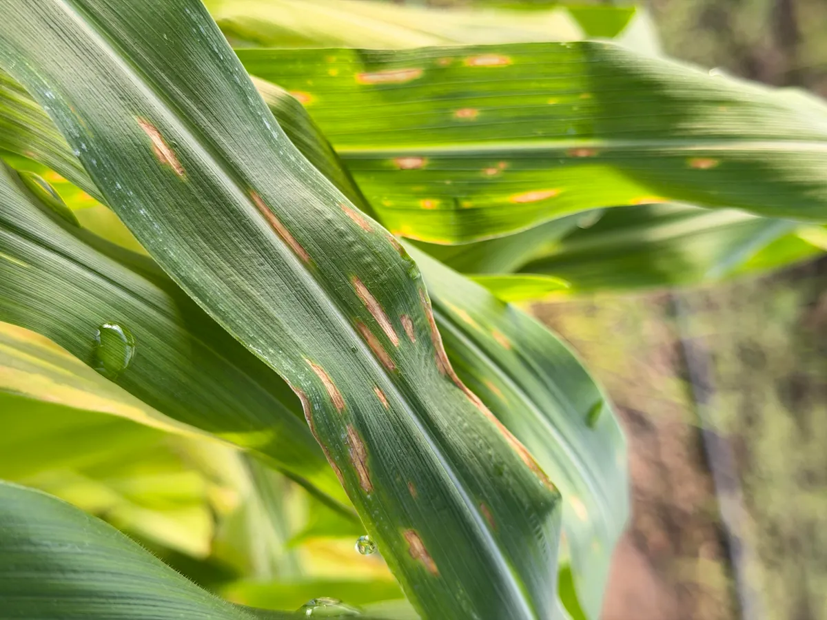 mancha-de-bipolaris, uma das principais doenças do milho.