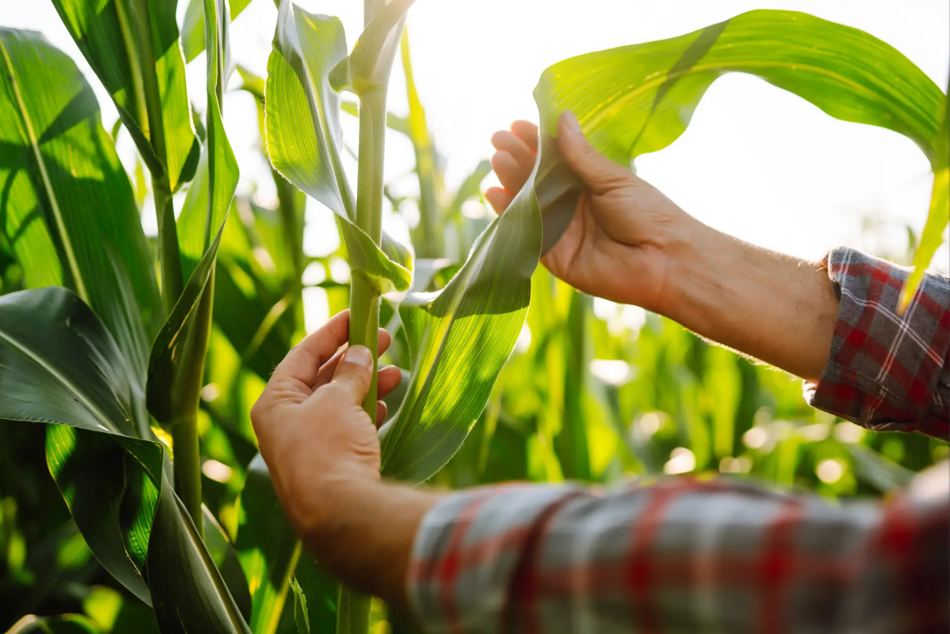 Produtor inspecionando uma planta de milho, destacando a saúde do colmo e folhas do híbrido escolhido.
