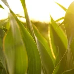 Lavoura de milho safrinha em desenvolvimento, destacando a saúde das folhas iluminadas sob a luz do sol.