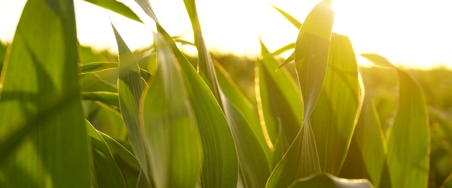 Lavoura de milho safrinha em desenvolvimento, destacando a saúde das folhas iluminadas sob a luz do sol.