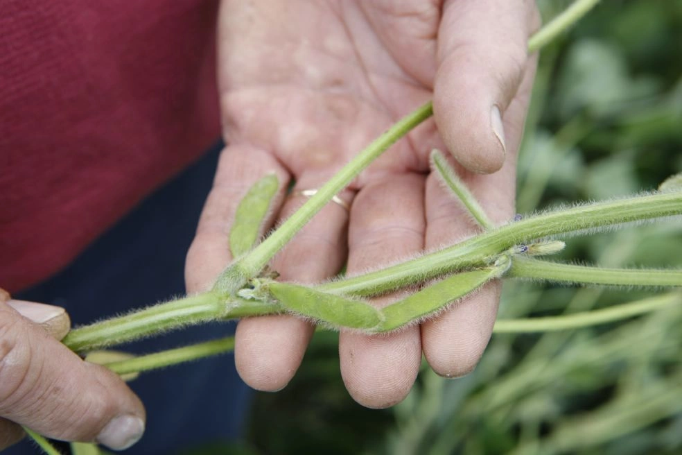 Cultivar de soja em foco, destacando a arquitetura de planta, tamanho e formato das folhas, posicionamento dos pecíolos e índice de área foliar, características importantes a serem consideradas na hora da escolha da cultivar de soja ideal.