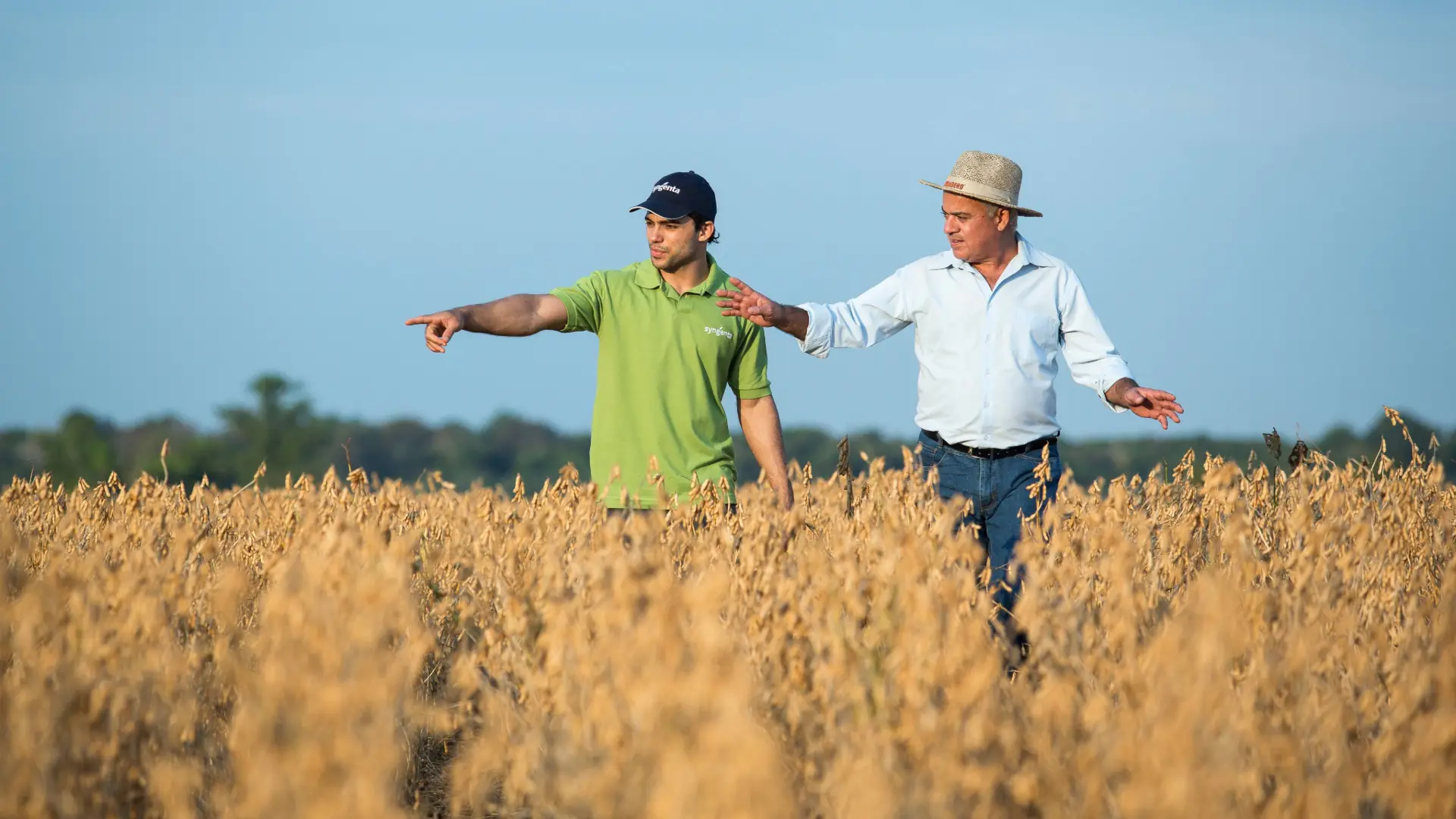 Duas pessoas avaliam as cultivares de soja maduras em meio à lavoura.