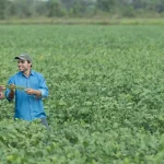Duas pessoas em meio a uma lavoura, avaliando as plantas de soja,