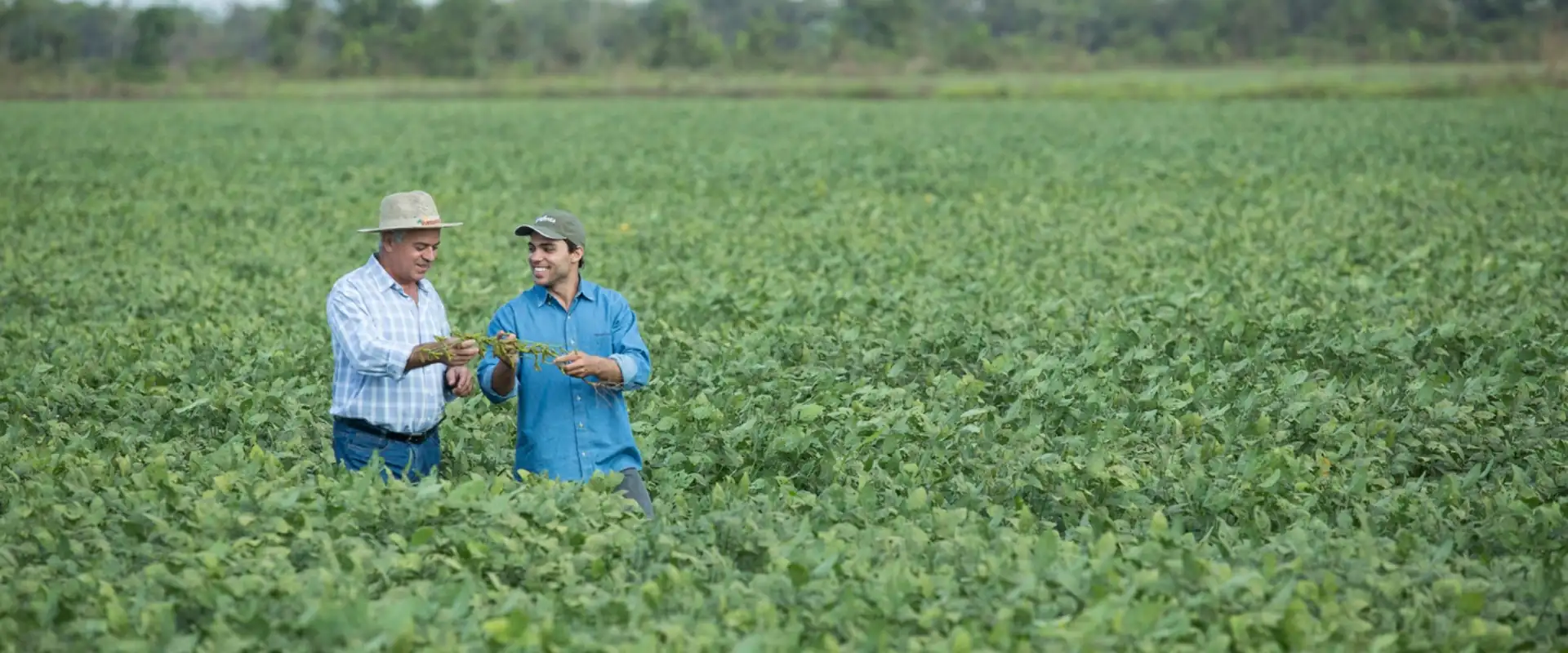 Duas pessoas em meio a uma lavoura, avaliando as plantas de soja,