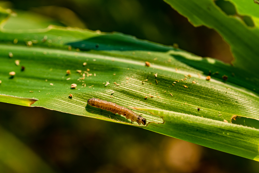 spodoptera em folha de milho